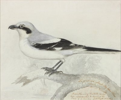 De grote asgrijze slagersvogel door Thomas Bewick